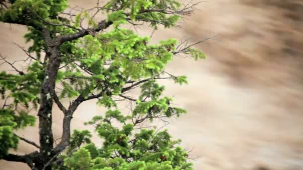 Lone tree swollen flooded river, USA — Stock Video