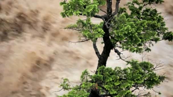 Lone tree şişmiş nehir, ABD sular altında. — Stok video