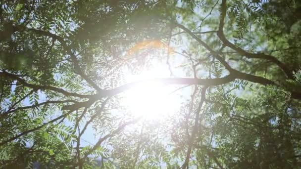 Nature alberi verdi che irradiano la luce del sole verso il basso — Video Stock