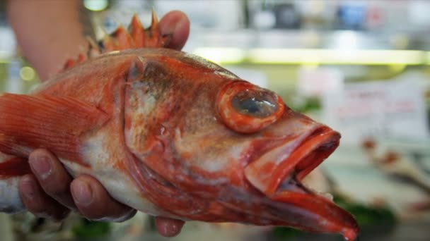 Taze Pasifik kırmızı kaya balığı pike yer, seattle, ABD — Stok video