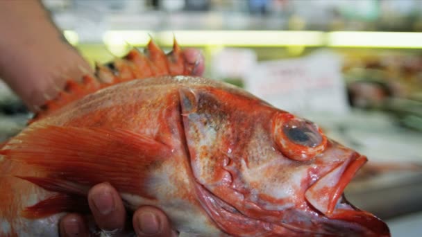 Frische pazifische rote Felsen Fisch Hecht Platz Markt, Seattle, Vereinigte Staaten — Stockvideo