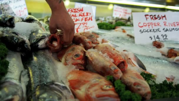 Färska pacific röd rock fiskar gädda placera marknaden, seattle, usa — Stockvideo