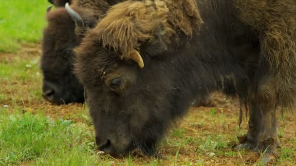 Bison alimentación bosque área silvestre, EE.UU. — Vídeos de Stock