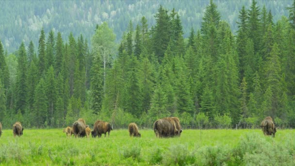 Manada de Buffalo pastando com bezerro, EUA — Vídeo de Stock