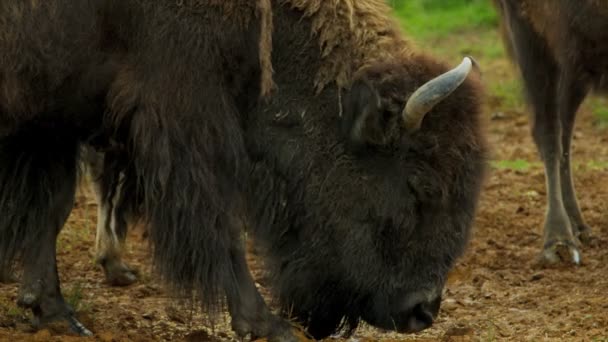 American Buffalo pastoreo, Estados Unidos — Vídeos de Stock