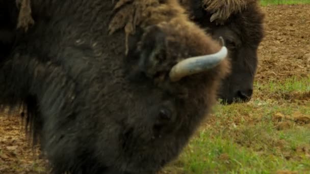 Visão de perto Bison pastoreio, EUA — Vídeo de Stock