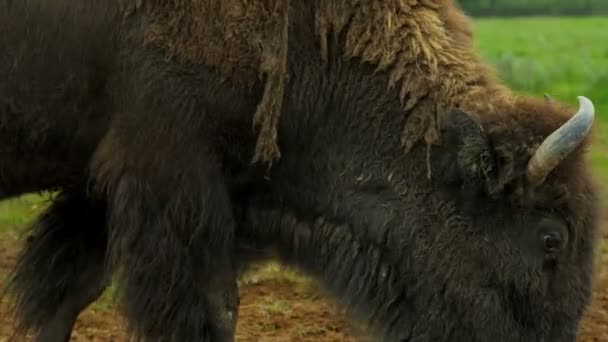 American Bison feeding, EUA — Vídeo de Stock