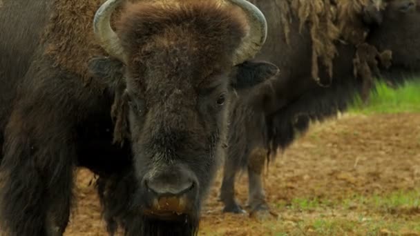 American Bison alimentación hierba, Canadá — Vídeos de Stock