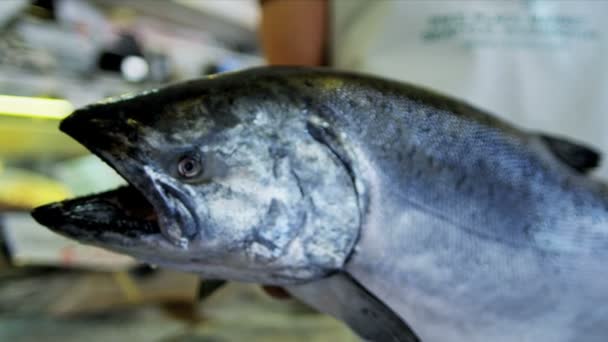 Salmón marino Pikes Fish Market Seattle, Estados Unidos — Vídeos de Stock