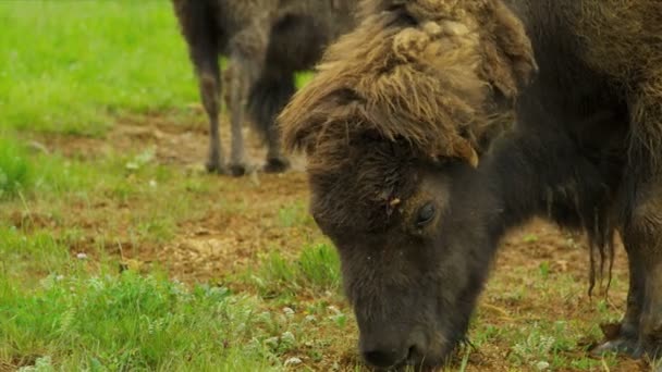 Buffalo grazing forest wilderness area, Canada — Stock Video