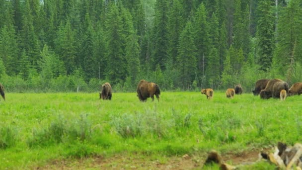 Стадо бизонов, пасущихся с теленком, США — стоковое видео