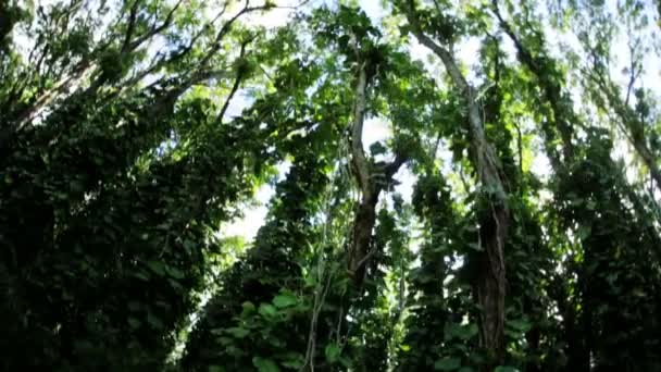 Treetops in lush tropical rainforest — Stock Video