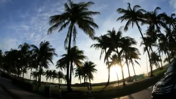 Palm Ağaçlar sallanan geçmiş sürüş — Stok video