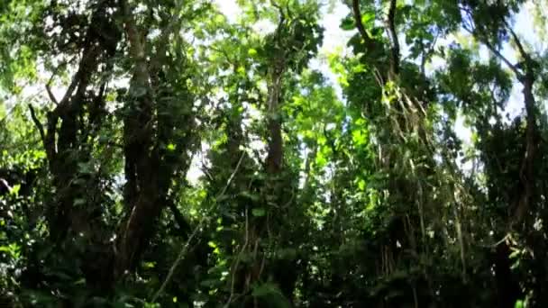 Árvores em exuberante floresta tropical — Vídeo de Stock