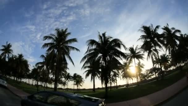 Driving past swaying Palm trees — Stock Video