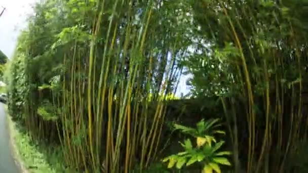 La cime des arbres dans la forêt tropicale luxuriante — Video