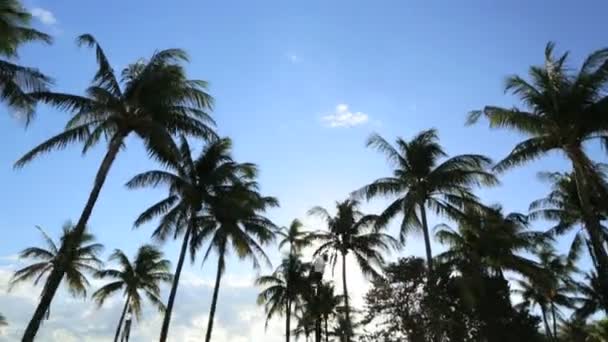 Conducir bajo la luz del sol tropical — Vídeo de stock