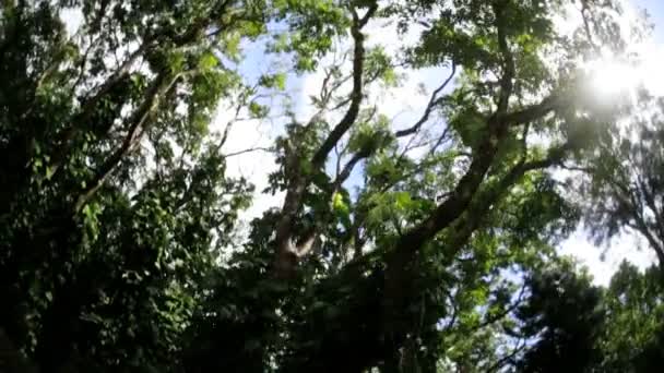 Luce solare che scorre sulla foresta pluviale tropicale — Video Stock