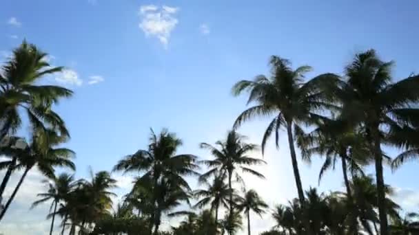 Rijden in de tropische zon — Stockvideo