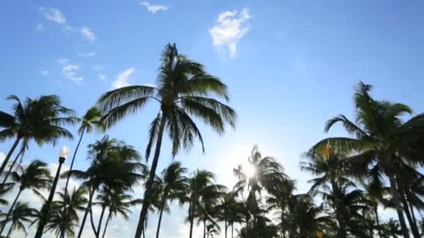 Conduire sous la lumière du soleil tropical — Video