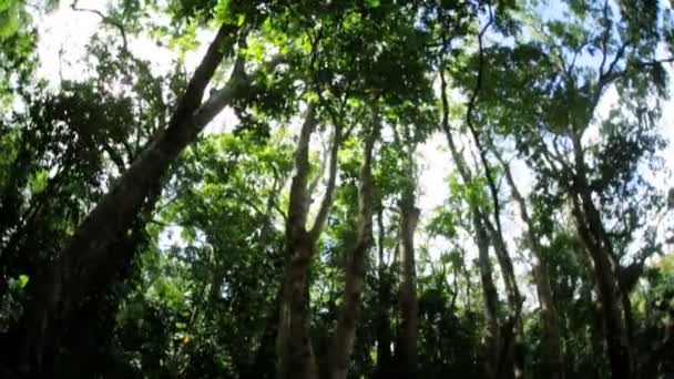 Sunlight flowing onto tropical rainforest — Stock Video