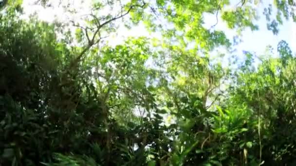流动到热带雨林上的阳光 — 图库视频影像