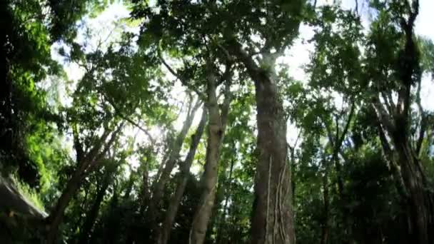 Luce solare che scorre sulla foresta pluviale tropicale — Video Stock