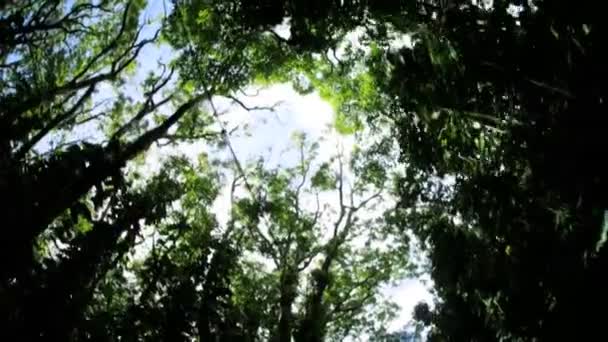流动到热带雨林上的阳光 — 图库视频影像