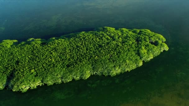 Bovenaanzicht van de natuur in florida — Stockvideo