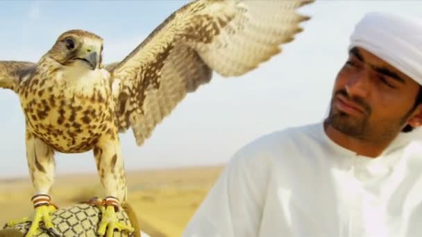 Saker falcon bundna till ägarna handled — Stockvideo