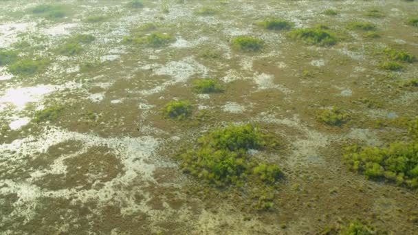 Вид с воздуха Florida Everglades marshland, USA — стоковое видео