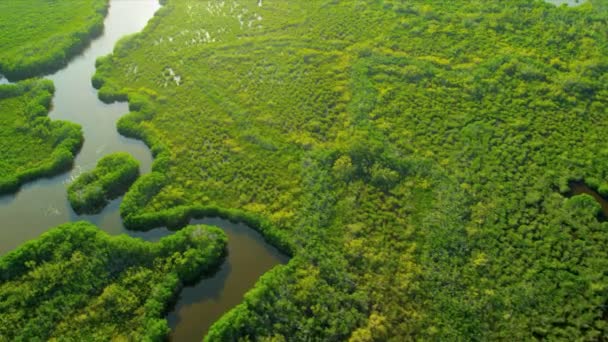 Vue Aérienne Everglades Wetlands, Floride — Video