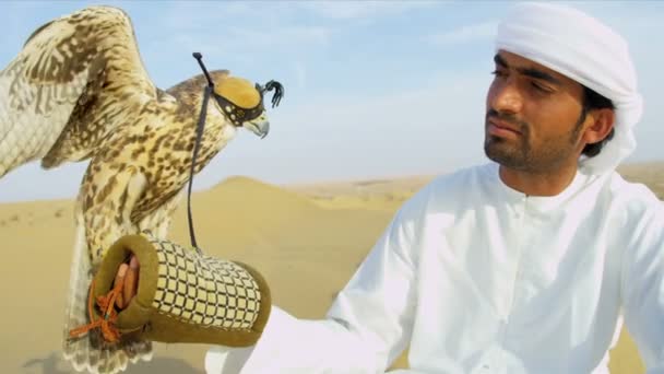 Saker falcon tethered to owners wrist — Stock Video