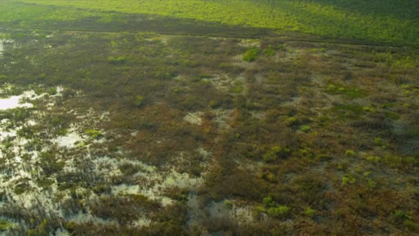 Widok z lotu ptaka bagna everglades, florida — Wideo stockowe