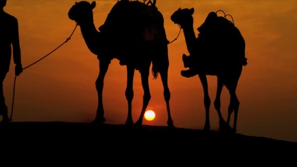 Hombre caminando sus camellos por el desierto — Vídeo de stock