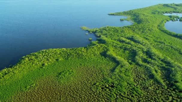 Vue de dessus de la nature en Floride — Video