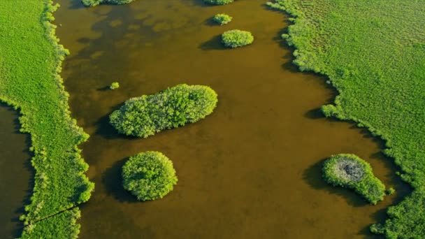 Águas castanhas dentro das moitas dos manguezais — Vídeo de Stock