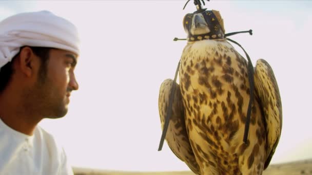 Arabský muž s vyškolenými falcon — Stock video