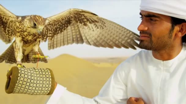 Saker falcon tethered to owners wrist — Stock Video