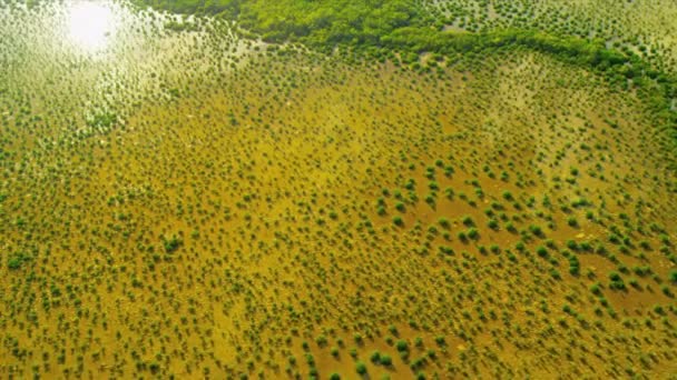 Vue Aérienne Everglades Wetlands, Floride — Video