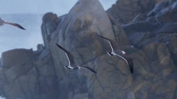 Γλάροι πετούν πάνω από τα βράχια της θάλασσας — Stockvideo