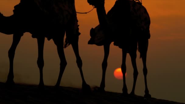 Masculino andando seus camelos sobre deserto — Vídeo de Stock