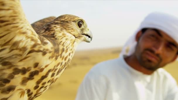 Saker falcon tethered to owners wrist — Stock Video