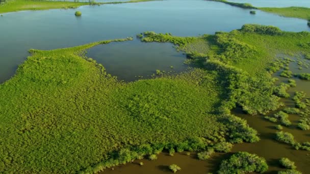 Brown mangrov çalılıkları içinde sular — Stok video