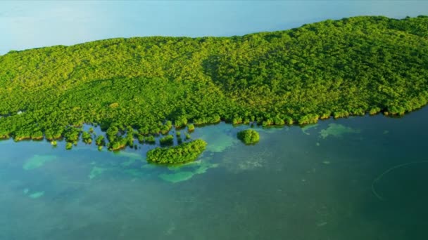 Blick von oben auf die Natur in Florida — Stockvideo