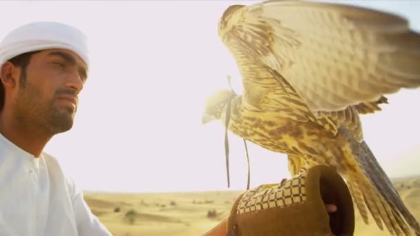 Saker falcon tethered to owners wrist — Stock Video