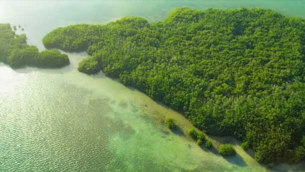 Vista aérea de los Everglades costeros de la isla, sur de Estados Unidos — Vídeos de Stock