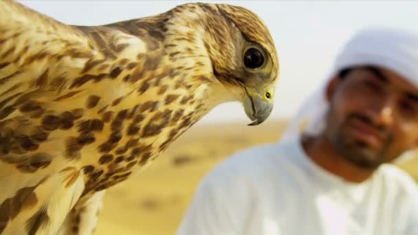 Saker falcon tethered to owners wrist — Stock Video