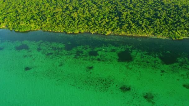 Vista superior de la naturaleza en Florida — Vídeos de Stock