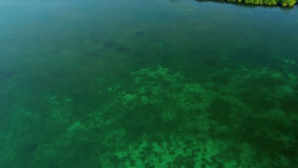 Vista superior da natureza na Flórida — Stock video